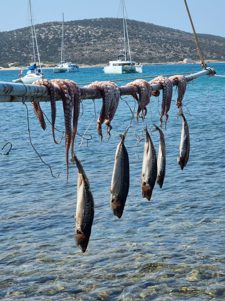 Octopus drying by the water